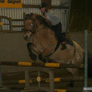 Anden særlig race Fjotte