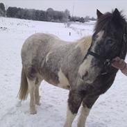 Anden særlig race SERGANT PEPPER!