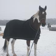 Pinto Nygårds Victory