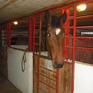 Pinto Nygårds Victory