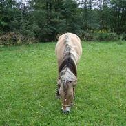 Fjordhest Jolly Jumber