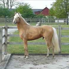 Palomino | Sandgravgård's Kashmir - R.I.P