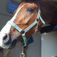 Hannoveraner Die Noisette (Noisette)