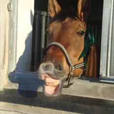 Anden særlig race Napoli