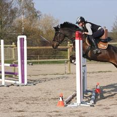 Tysk Sportspony Minella