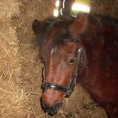 Anden særlig race Rosa (SOLGT)