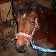 Anden særlig race Rosa (SOLGT)