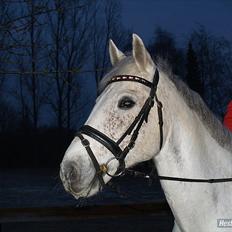 Irsk Sportspony Mikado <3 *Savnet* :'(