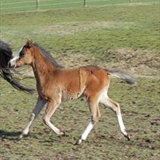 DSP S.S All Magic-mitalt<3