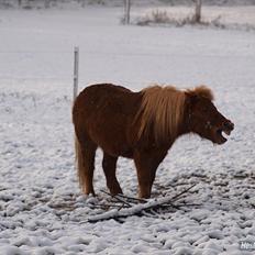 Shetlænder Futte (fehår) <3