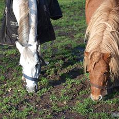 Shetlænder Futte (fehår) <3