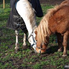 Shetlænder Futte (fehår) <3