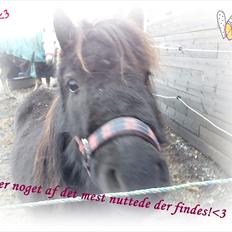 Dartmoor Lullu af Nydam! :ii<33