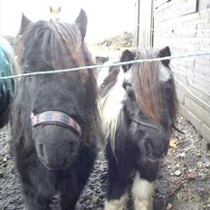Dartmoor Lullu af Nydam! :ii<33
