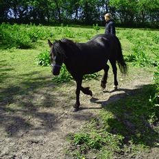 Dartmoor Lullu af Nydam! :ii<33