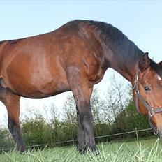 Dansk Varmblod Isador-B