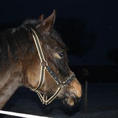 New Forest Holmens Gold Jessie