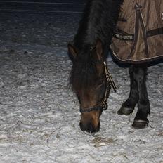 New Forest Holmens Gold Jessie