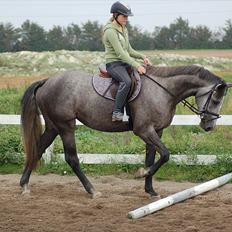 Dansk Varmblod Rådbjerg's Corra
