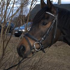 Arabisk fuldblod (OX) Fakashia Suprise