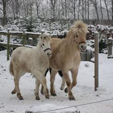 Fjordhest Landevejens Tjørn R.I.P