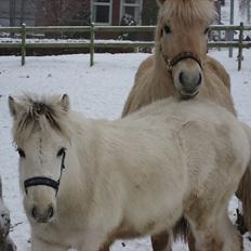 Fjordhest Landevejens Tjørn R.I.P