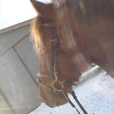 Anden særlig race Nico