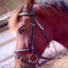 Anden særlig race Nico