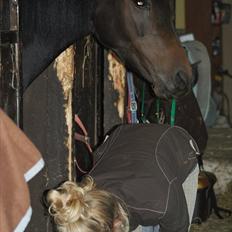 Arabisk fuldblod (OX) Fakashia Suprise