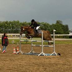 Tysk Sportspony Vario Van De Mispelaere<3 *B-pony*