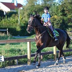 Dansk Varmblod Zenta