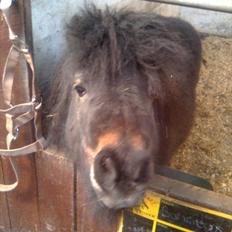 Anden særlig race Bandidos *R.I.P*