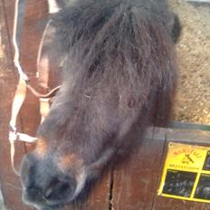 Anden særlig race Bandidos *R.I.P*