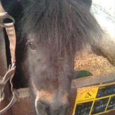 Anden særlig race Bandidos *R.I.P*