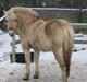 Fjordhest Landevejens Kamille 