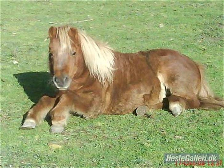 Shetlænder Askepot <3.! billede 1