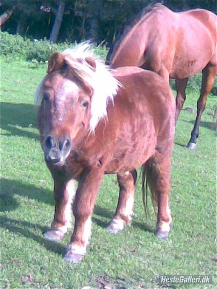 Shetlænder Askepot <3.! billede 2