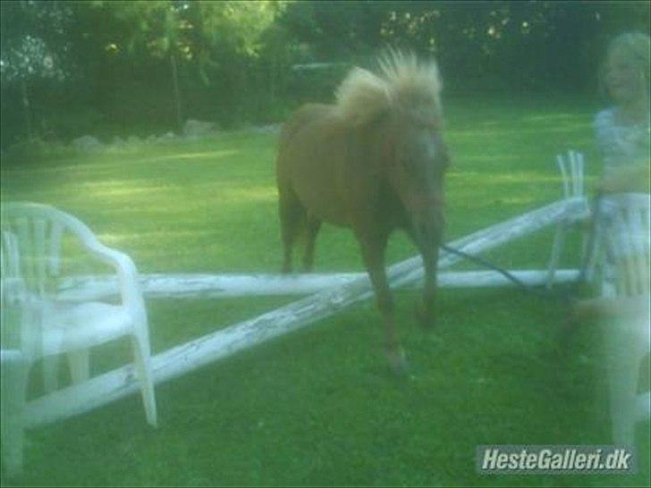 Shetlænder Askepot <3.! - UNDSKYLD KVALIVITETEN !!! billede 3