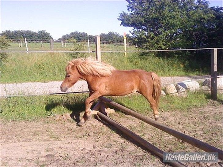 Shetlænder Askepot <3.! billede 4