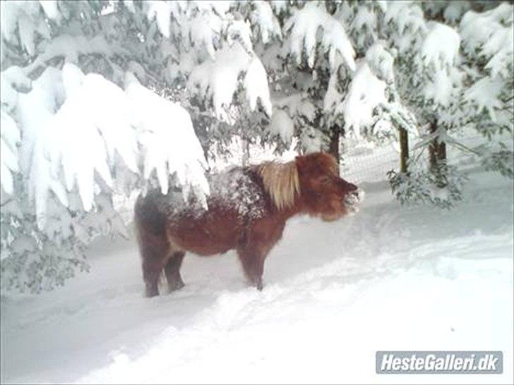 Shetlænder Askepot <3.! billede 5