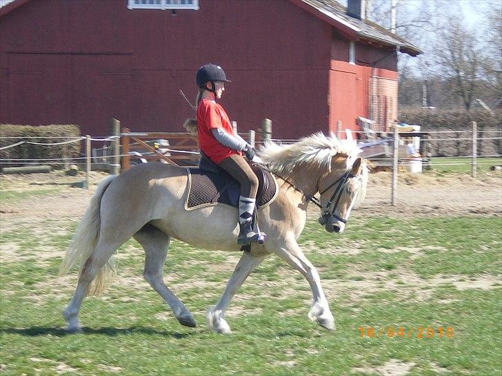 Haflinger Ferrari Bakkely - er hun ikke smuk; ) og gå hun ikke flot  billede 8