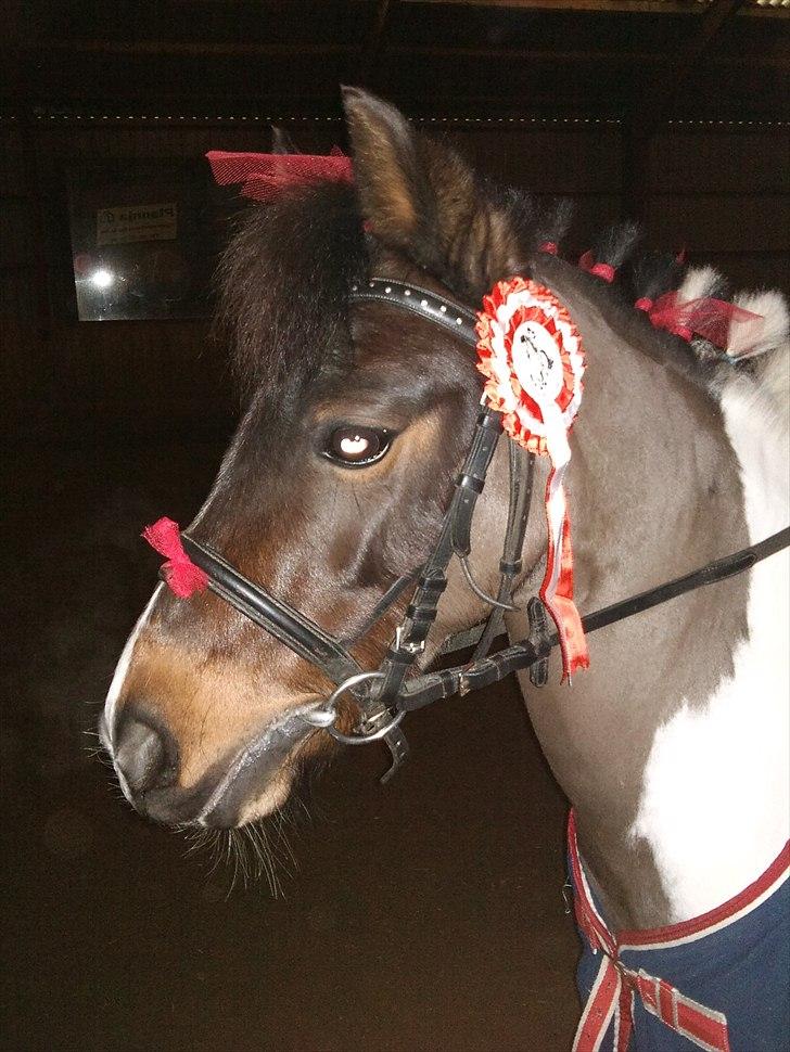 Anden særlig race Fanny har redet<3 billede 13