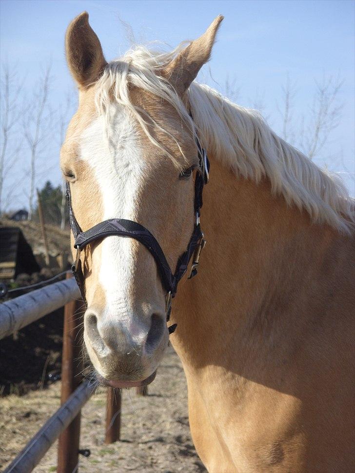 Palomino | Sandgravgård's Kashmir - R.I.P - Kashmir den dejlige :D - Kassen er lidt træt.  billede 4