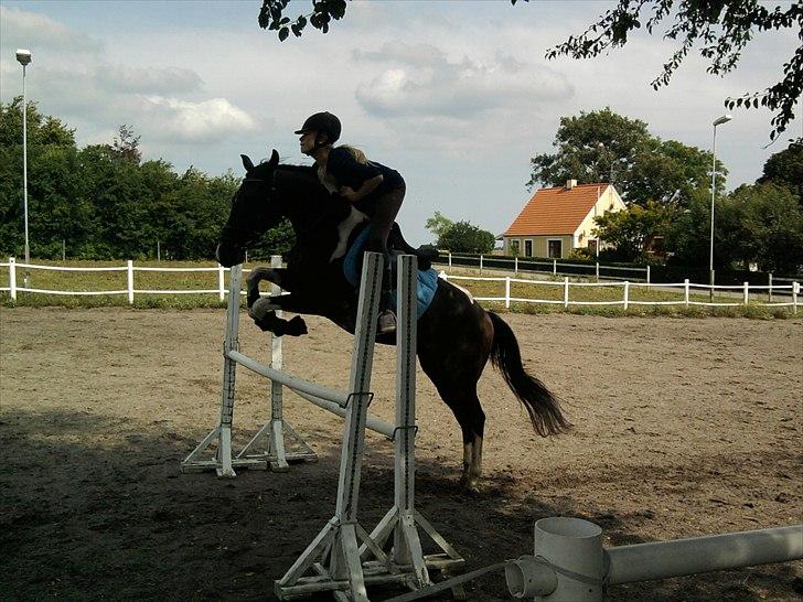 Amerikansk Paint Pony Expensive Spot - Dyrebar plet billede 12