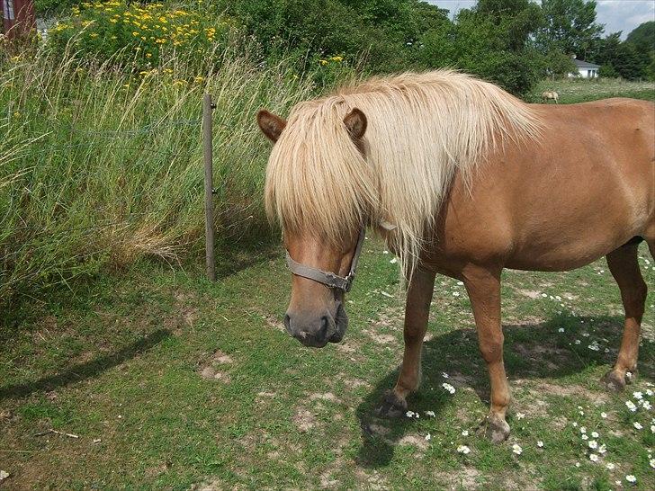 Islænder Drópa fra Freersvang billede 13