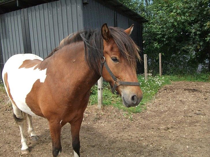 Islænder Fjörgull fra freersvang - sommer 2010-You will always be the one

-Må IKKE kopieres- billede 13