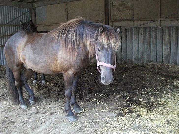 Islænder Eifur fra freersvang billede 14