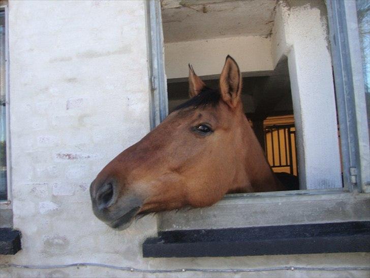 Anden særlig race Napoli - Halløj :D Det er rart at have et vindue :D <3  billede 3