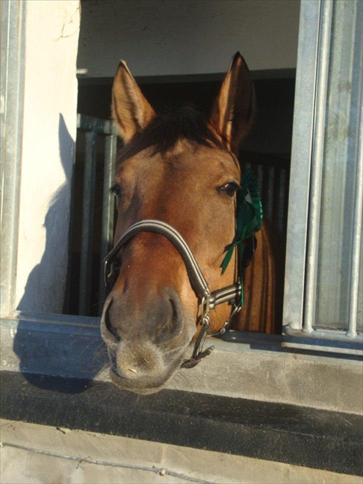 Anden særlig race Napoli - Godag, godag fra Napoli :D <3 billede 4