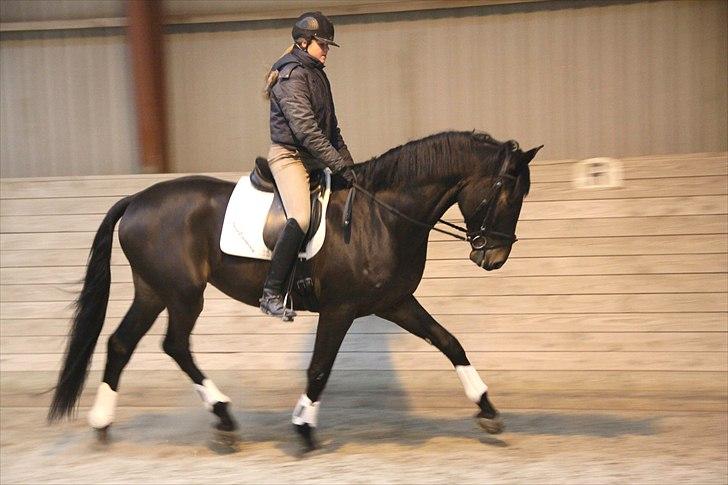 Dansk Varmblod Lobergs Armani billede 9